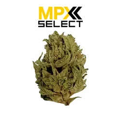 MPX White Gorilla Flower from  product image