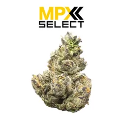 MPX Select Mandarin Sunset Flower from  product image