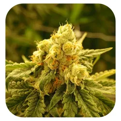 Ruby X Flower from  product image