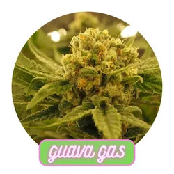 Guava Gas -  cannabis product