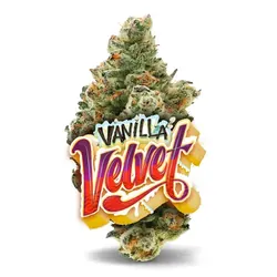 Vanilla Velvet -  cannabis product