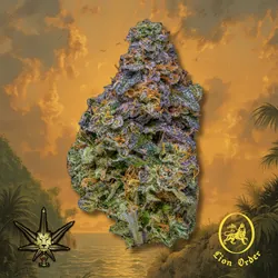 Runna Gyal from  product image