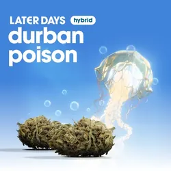 Durban Poison Flower from  product image