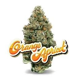 Orange Apricot - Premium Flower from  product image