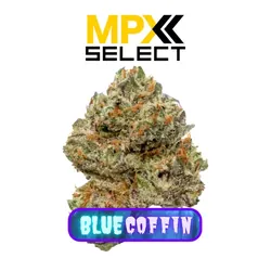 MPX Select Blue Coffin Flower from  product image