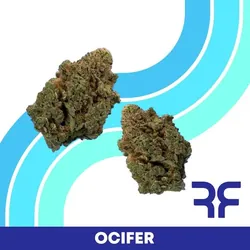 Ocifer from  product image
