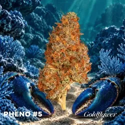 Blue Lobster X Zangria 5 -  cannabis product