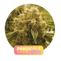 Pineapple Cindy Flower from  product image