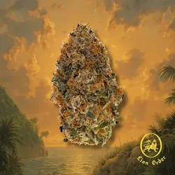 Rum Cake (20.6% THC) from  product image