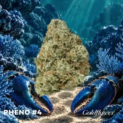 Blue Lobster x Zangria (22.6% THC) from  product image