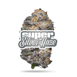 Super Silver Haze from  product image