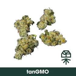 TanGMO from  product image