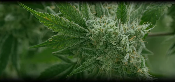 $15 Doorbuster - 3.5g Flower
