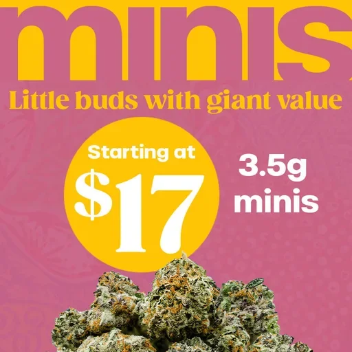 minis Starting at $17