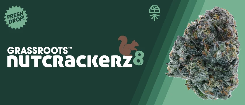 Launch: Grassroots Nutcrackerz 8