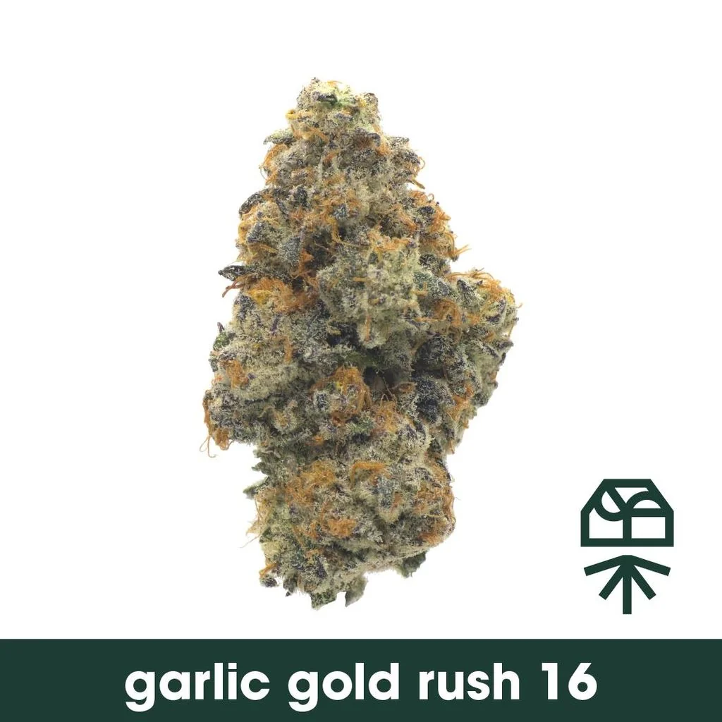 Launch: Grassroots Garlic Gold Rush #16