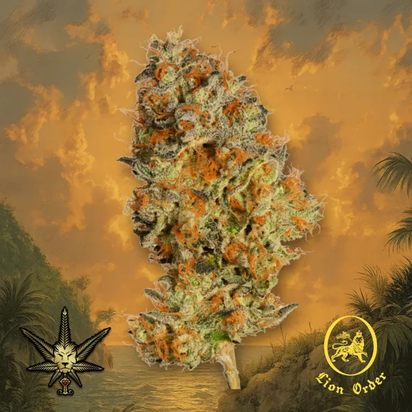 $75 Value 1/2 ounces!