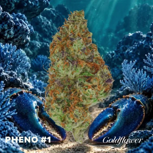 4 Pack $35 Flight - Blue Lobster x Zangria